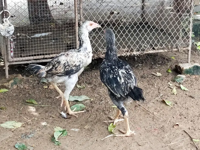 Aseel Choza for sale — photo 10