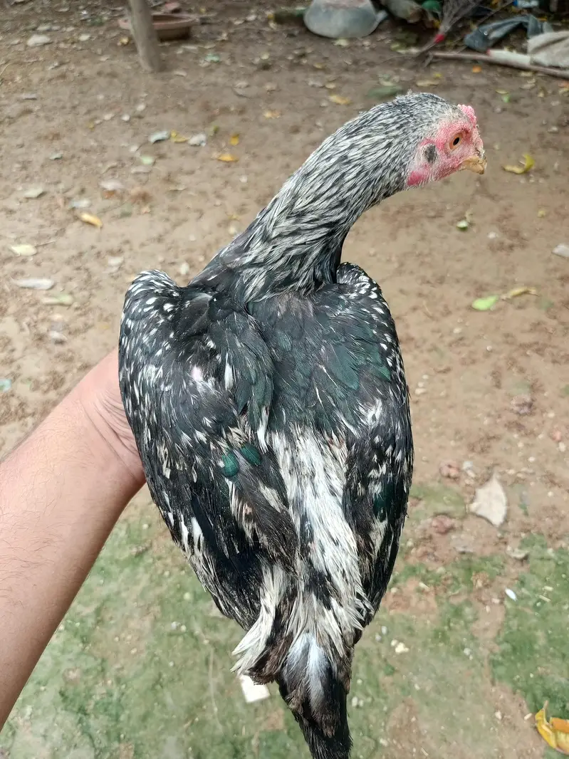 Aseel Choza for sale — photo 12