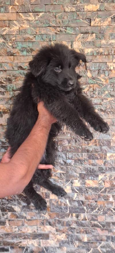 German Shepherd Puppy | Long Coat