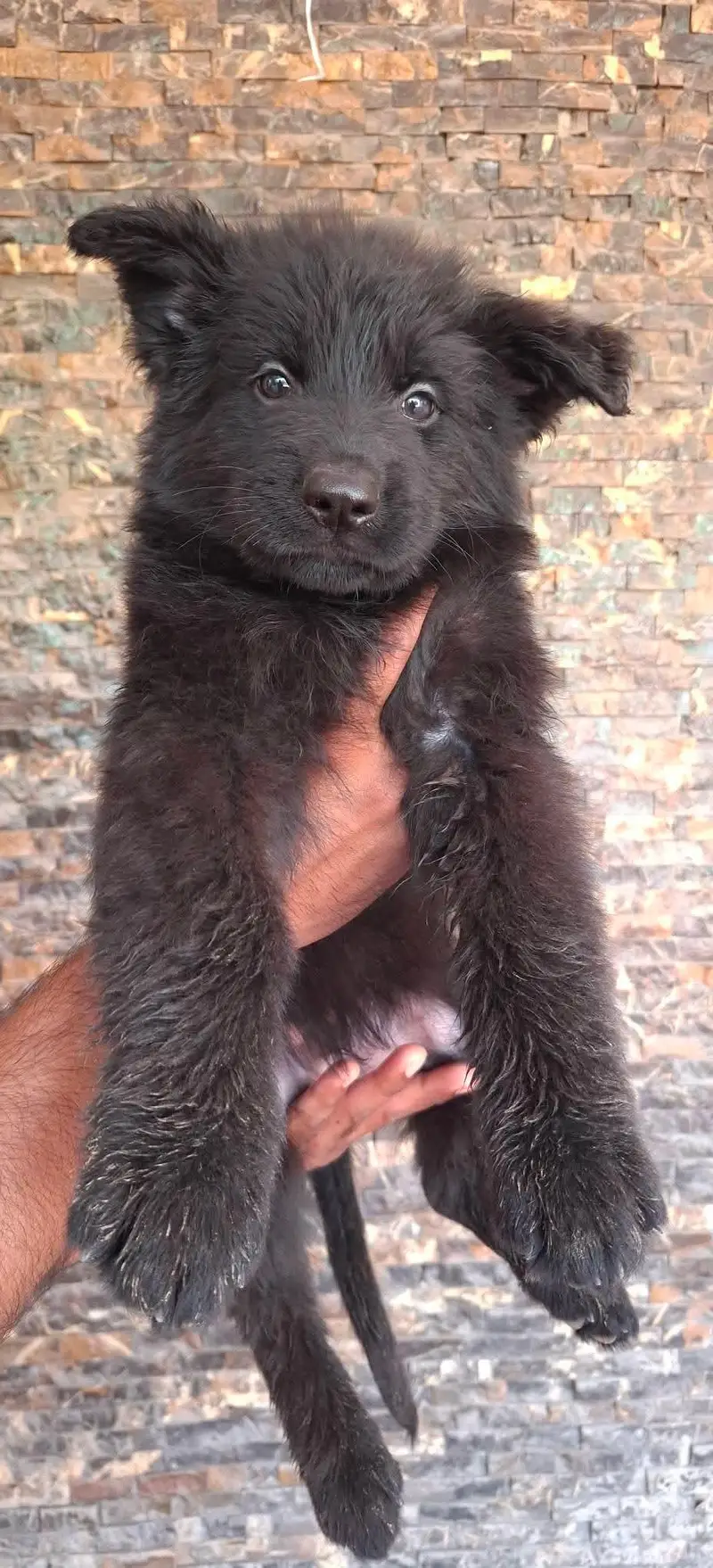 German Shepherd Puppy | Long Coat — photo 2