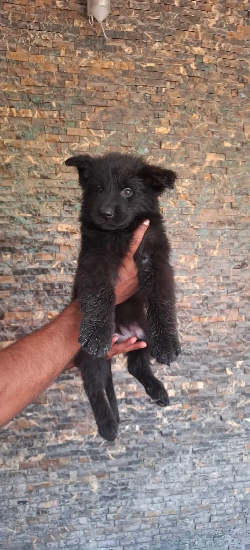 German Shepherd Puppy | Long Coat — photo 3