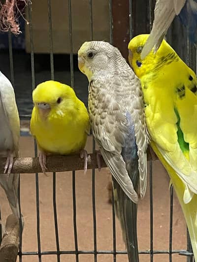 Love birds for sale