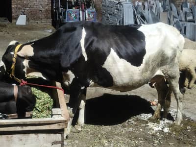 cholistani Friesian Cross