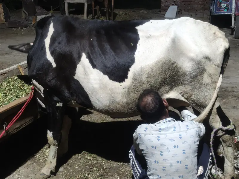 cholistani Friesian Cross — photo 2