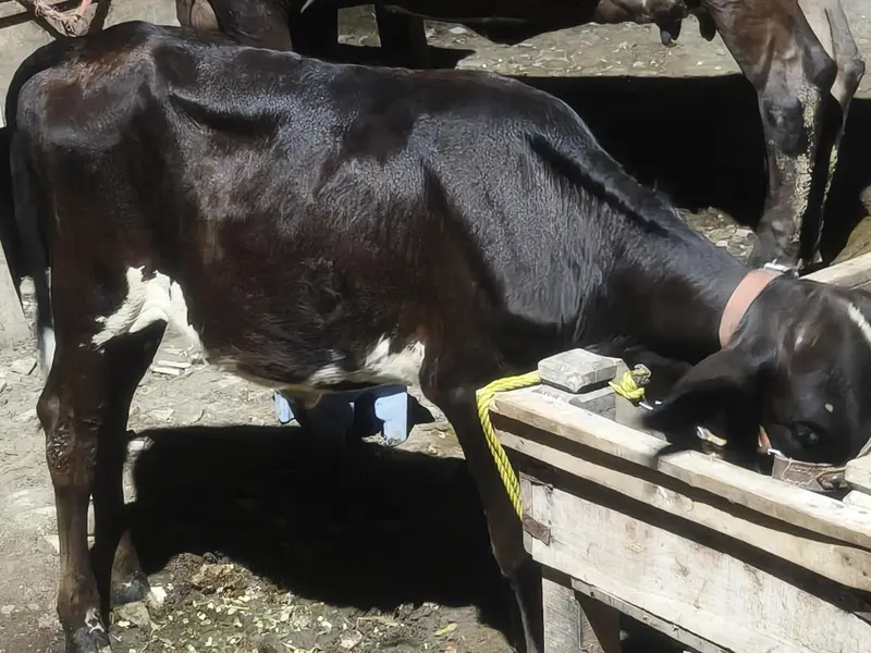 cholistani Friesian Cross — photo 3