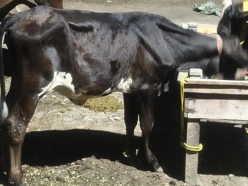 cholistani Friesian Cross — photo 4