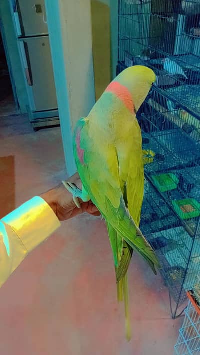all breeder pair with histry exchange ringnech mutation