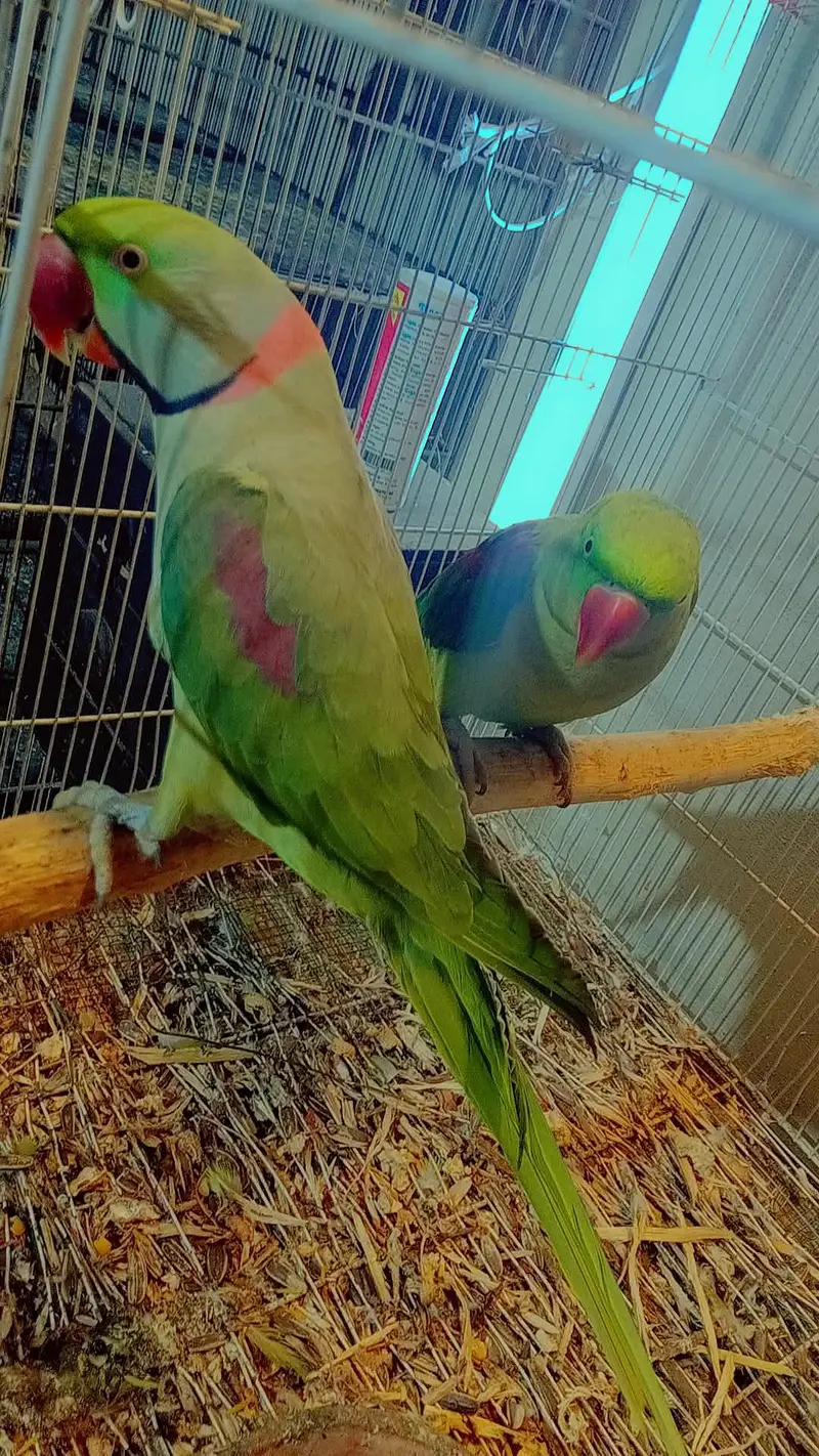 all breeder pair with histry exchange ringnech mutation — photo 3