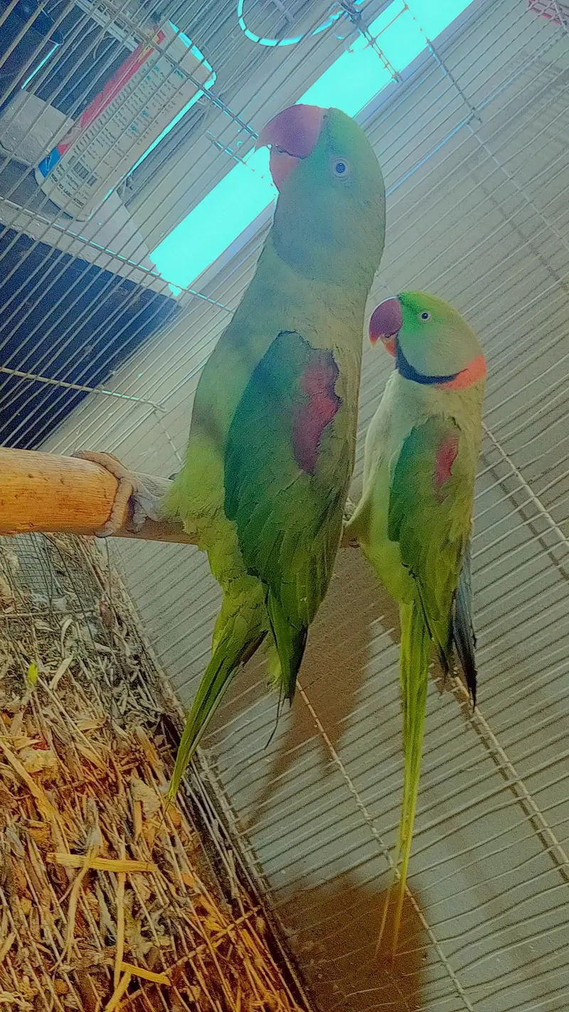 all breeder pair with histry exchange ringnech mutation — photo 4