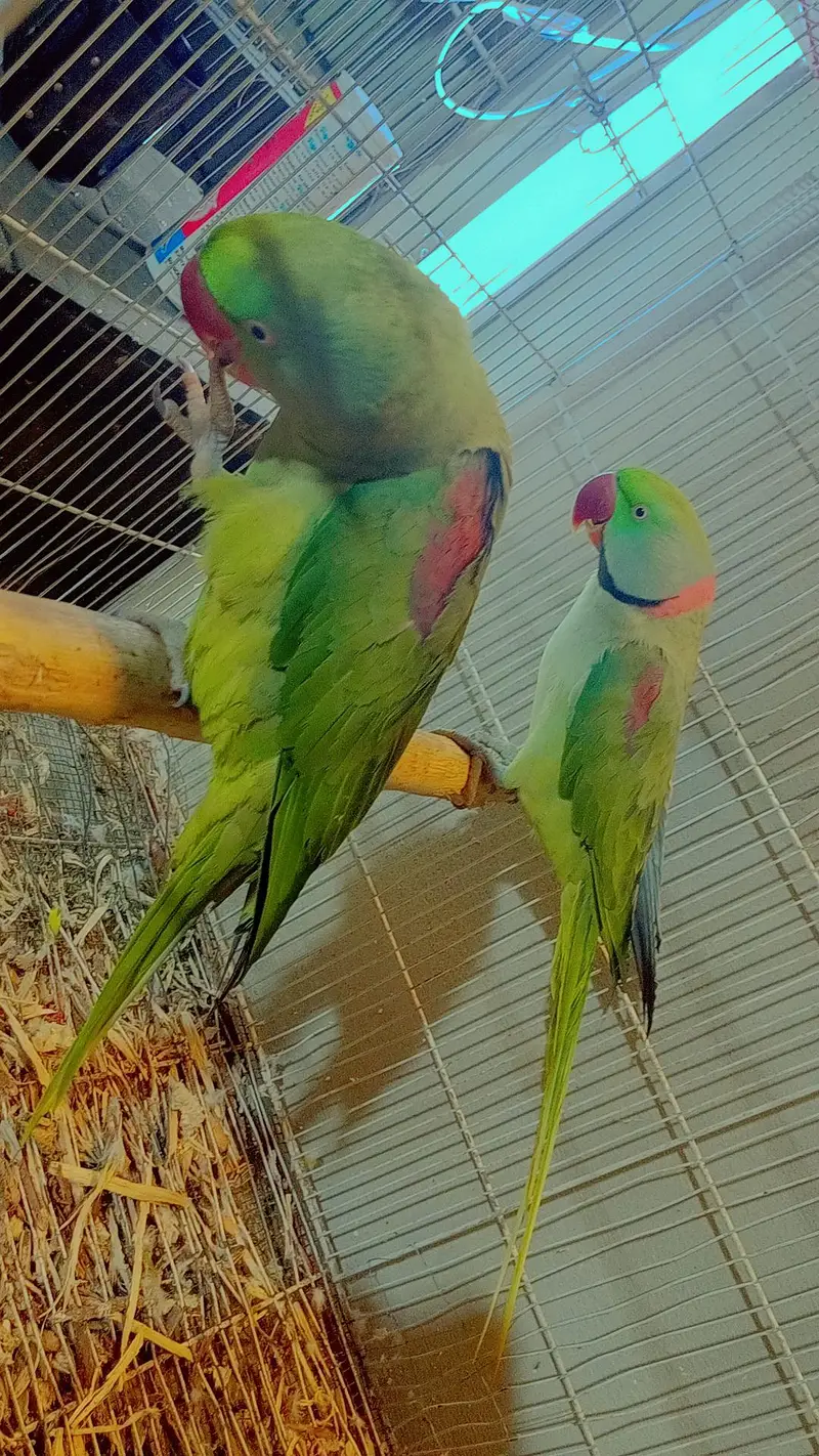 all breeder pair with histry exchange ringnech mutation — photo 5
