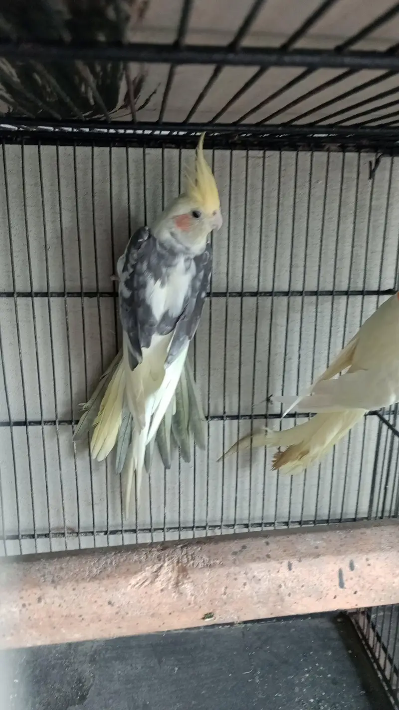 all breeder pair with histry exchange ringnech mutation — photo 11