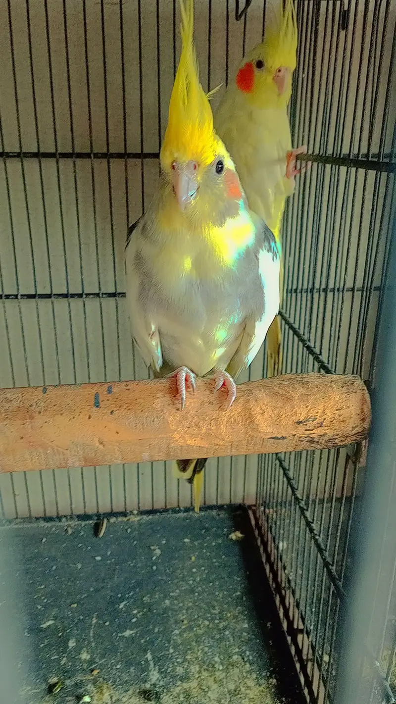 all breeder pair with histry exchange ringnech mutation — photo 12