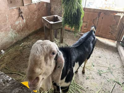 Ablak Munda breedar full active