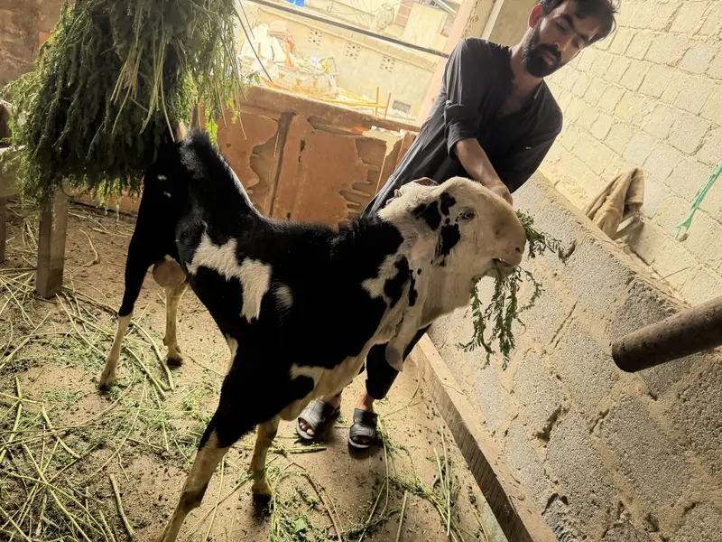 Ablak Munda breedar full active — photo 2