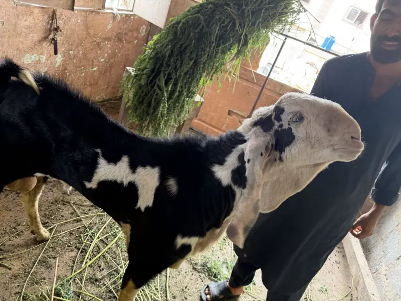 Ablak Munda breedar full active — photo 3