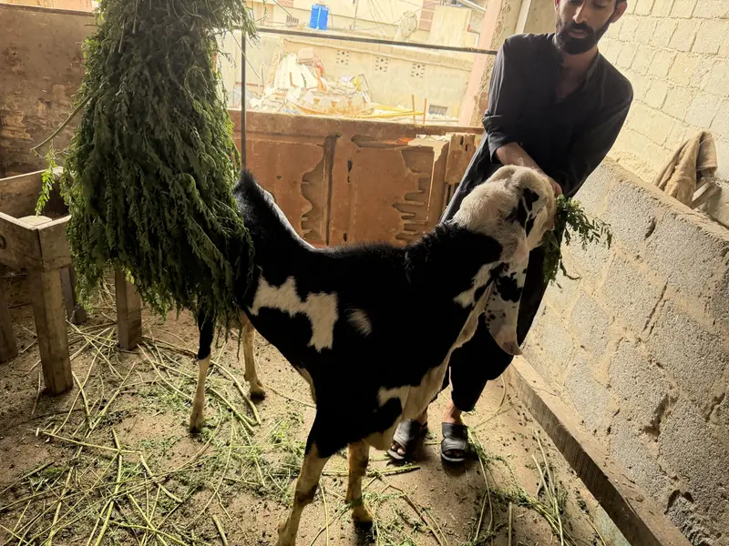 Ablak Munda breedar full active — photo 4