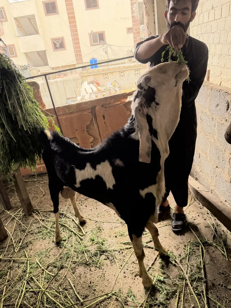 Ablak Munda breedar full active — photo 5