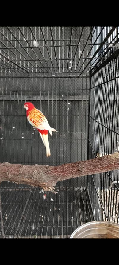 rubino male DNA raw breedar female