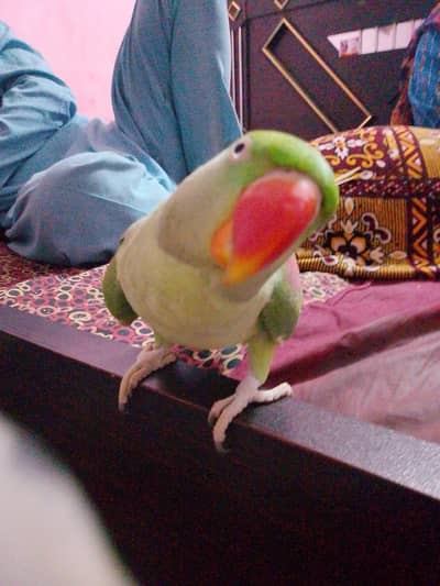 donon pair bolate Hain