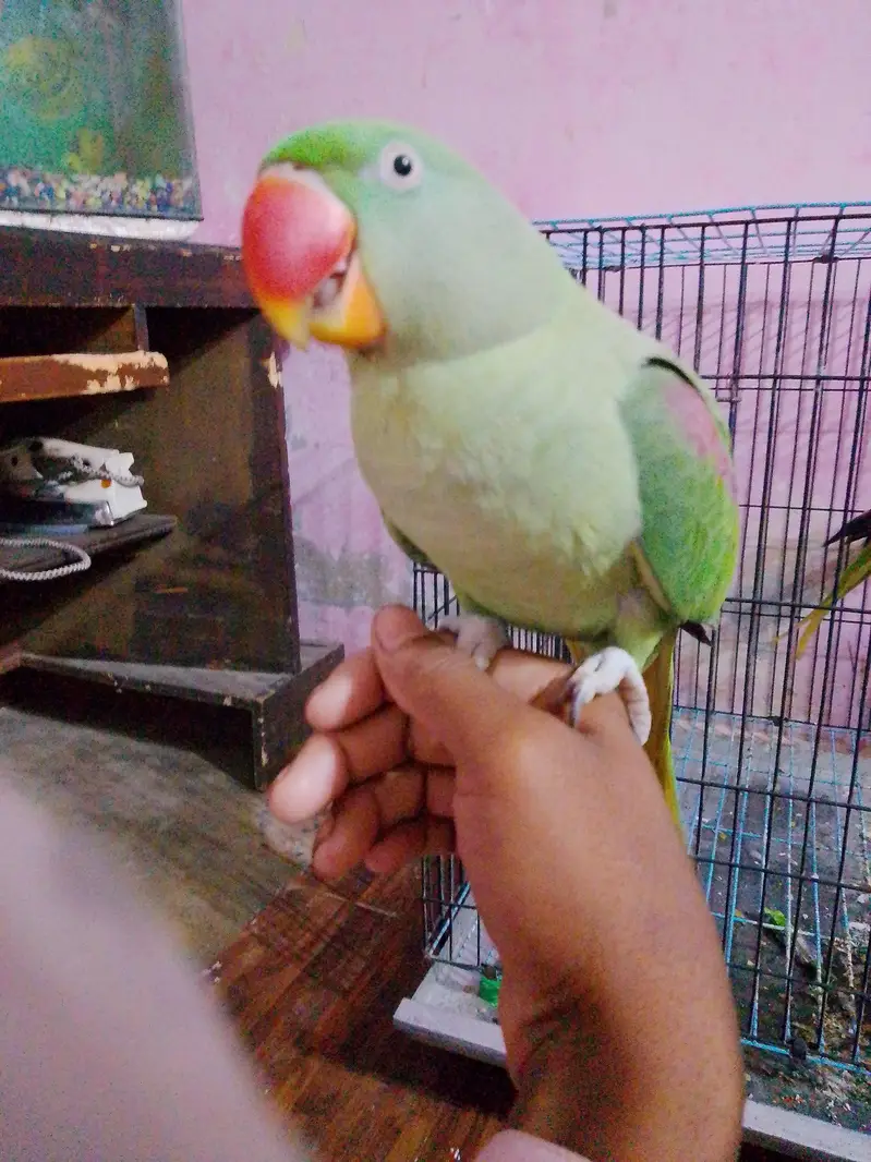 donon pair bolate Hain — photo 2
