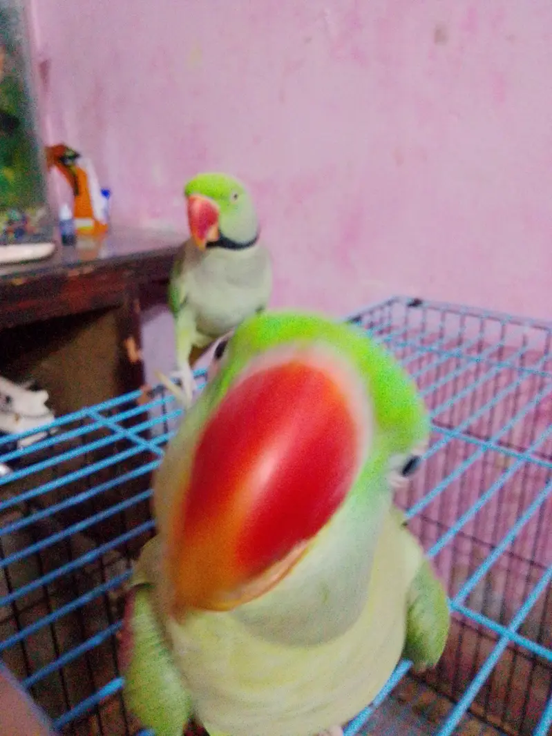 donon pair bolate Hain — photo 3