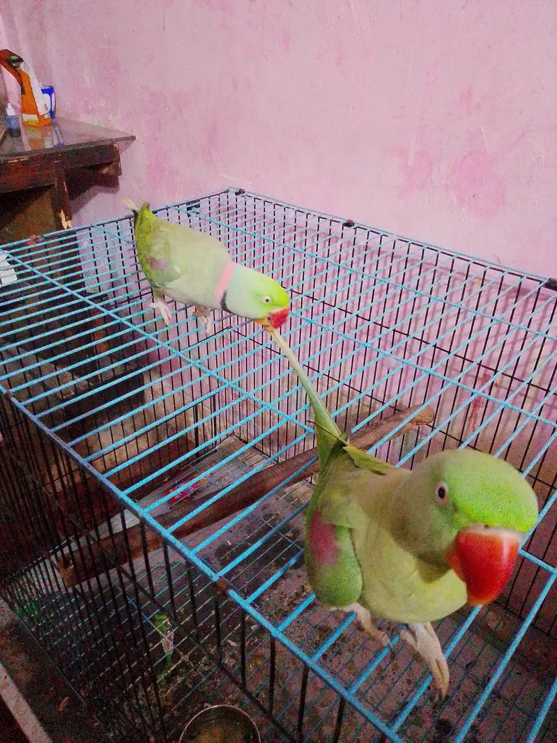 donon pair bolate Hain — photo 4