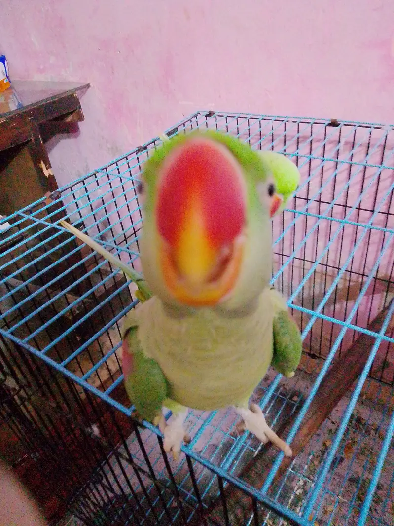 donon pair bolate Hain — photo 5