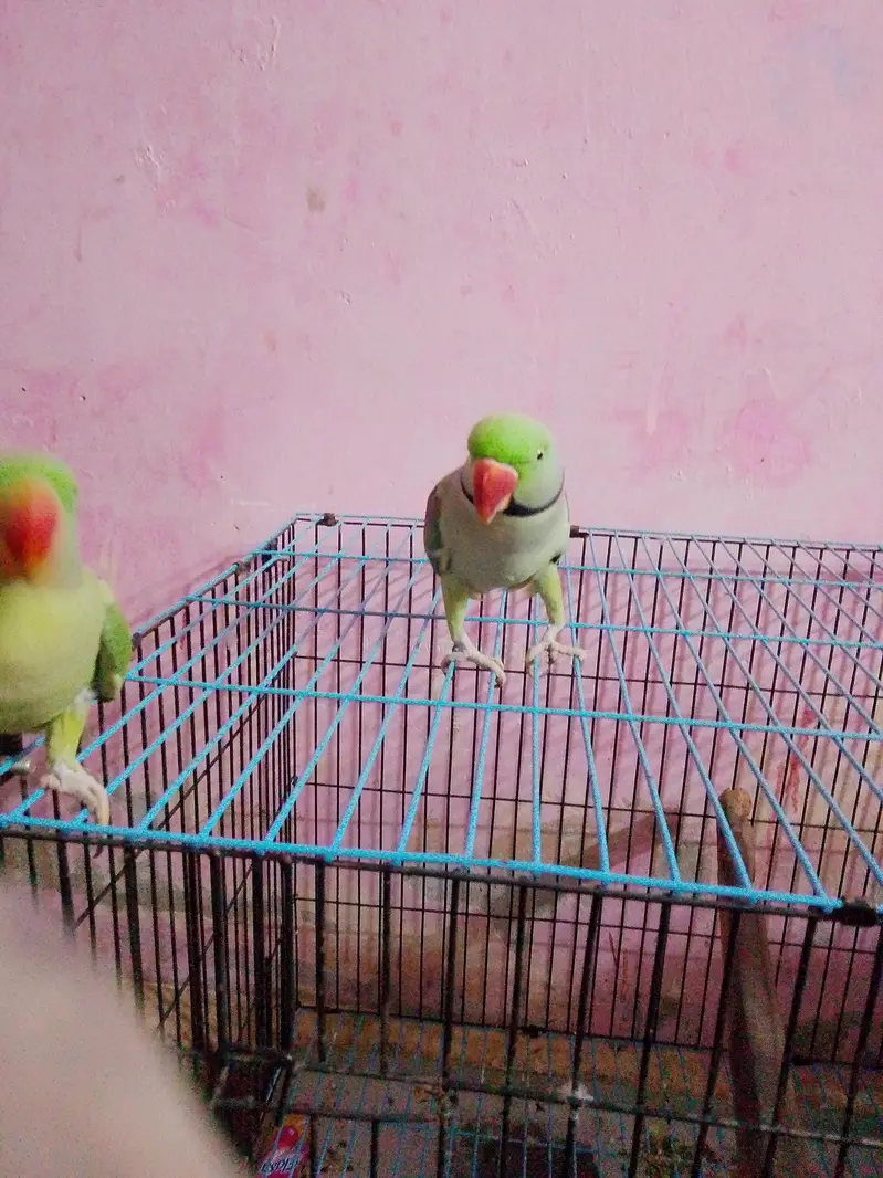 donon pair bolate Hain — photo 7