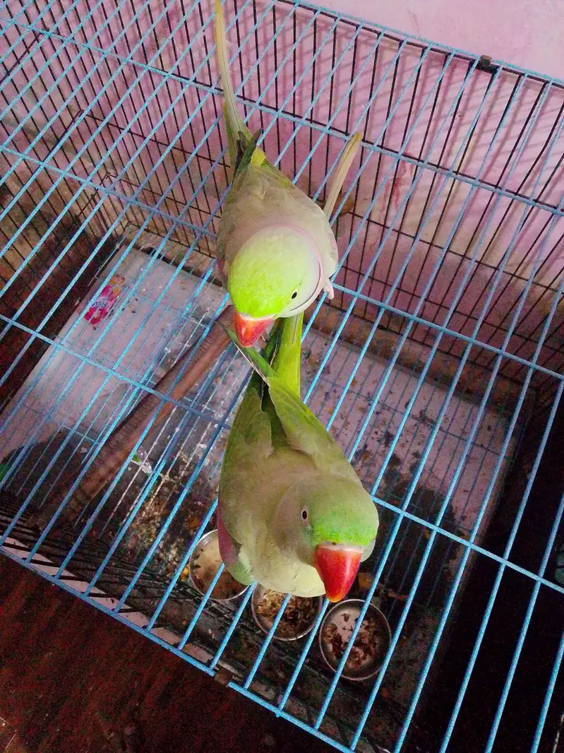 donon pair bolate Hain — photo 8