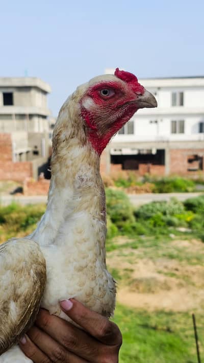 Japanese shamo hen