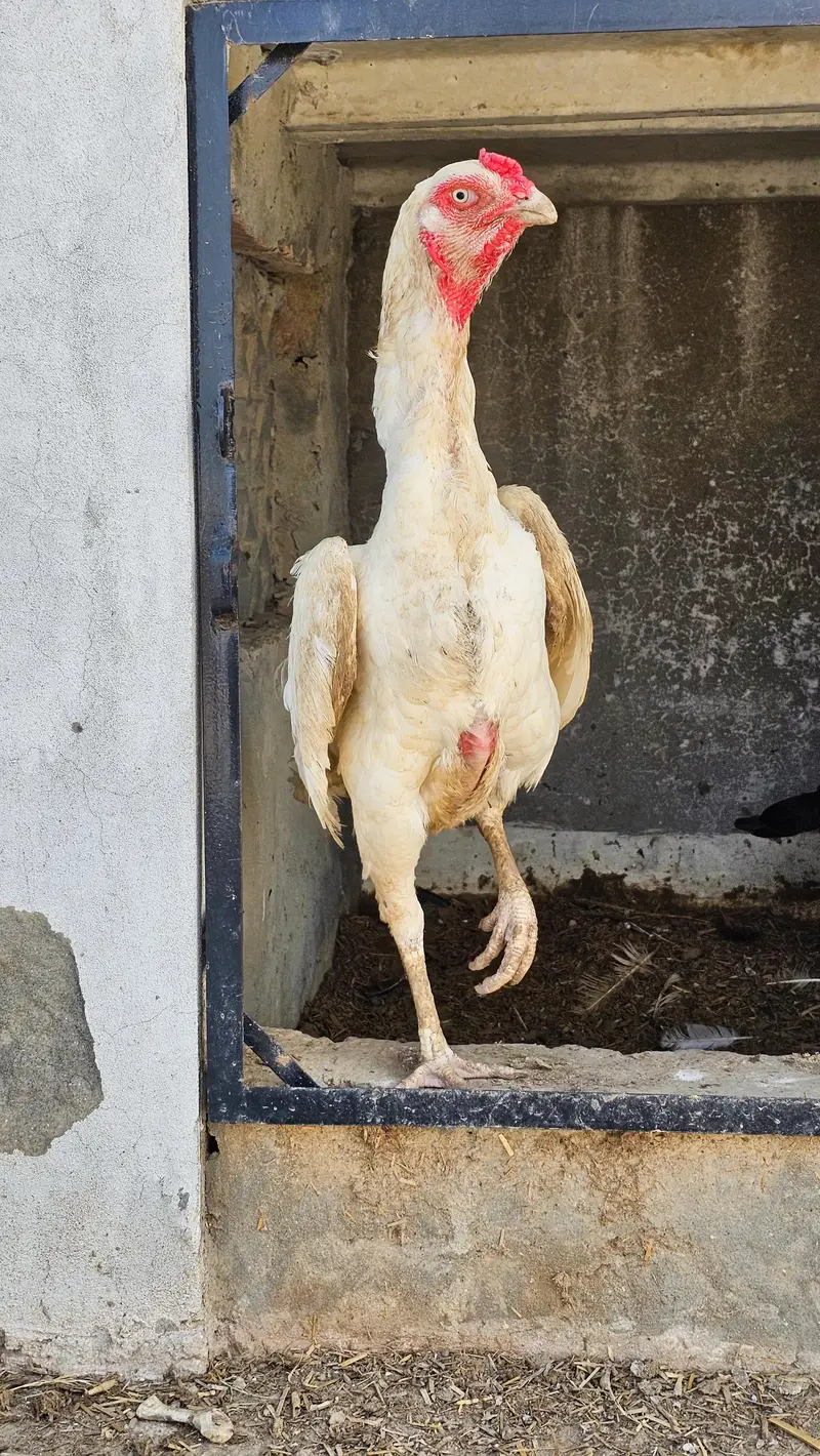 Japanese shamo hen — photo 2