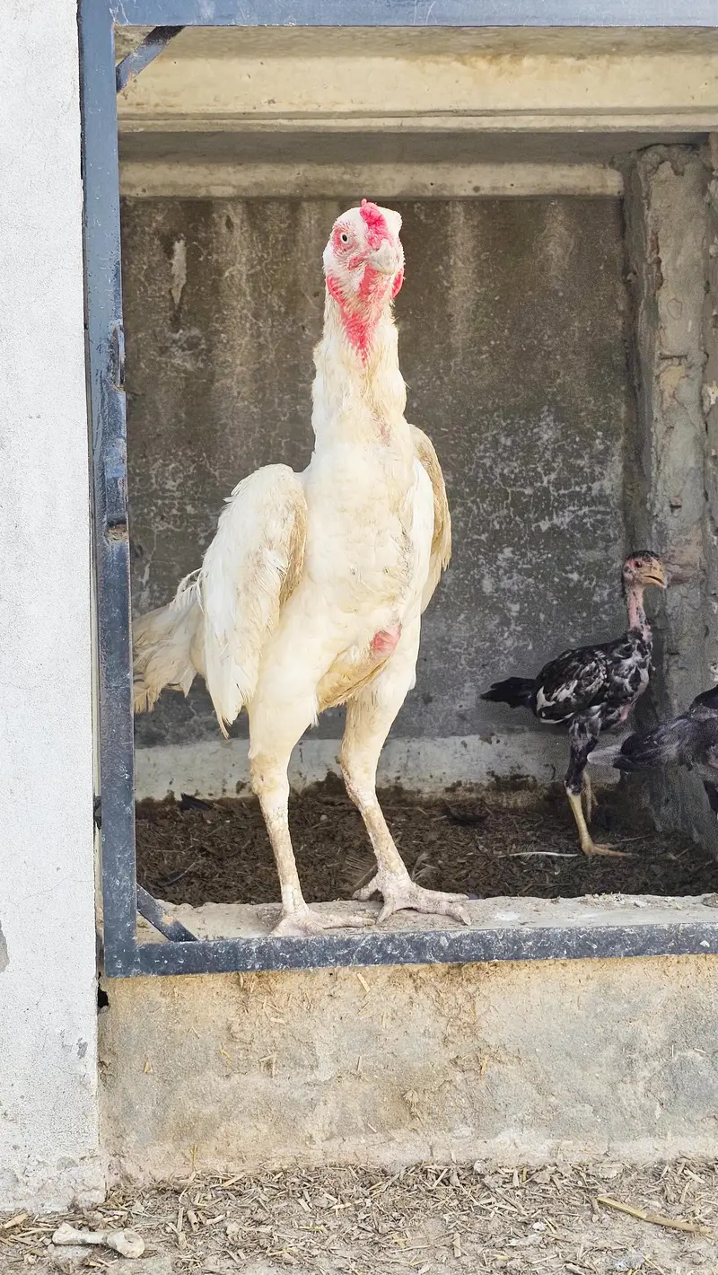Japanese shamo hen — photo 3