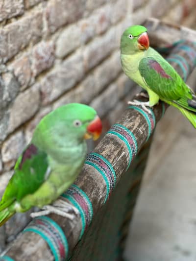 RAW PARROTS | +92 330 7463303