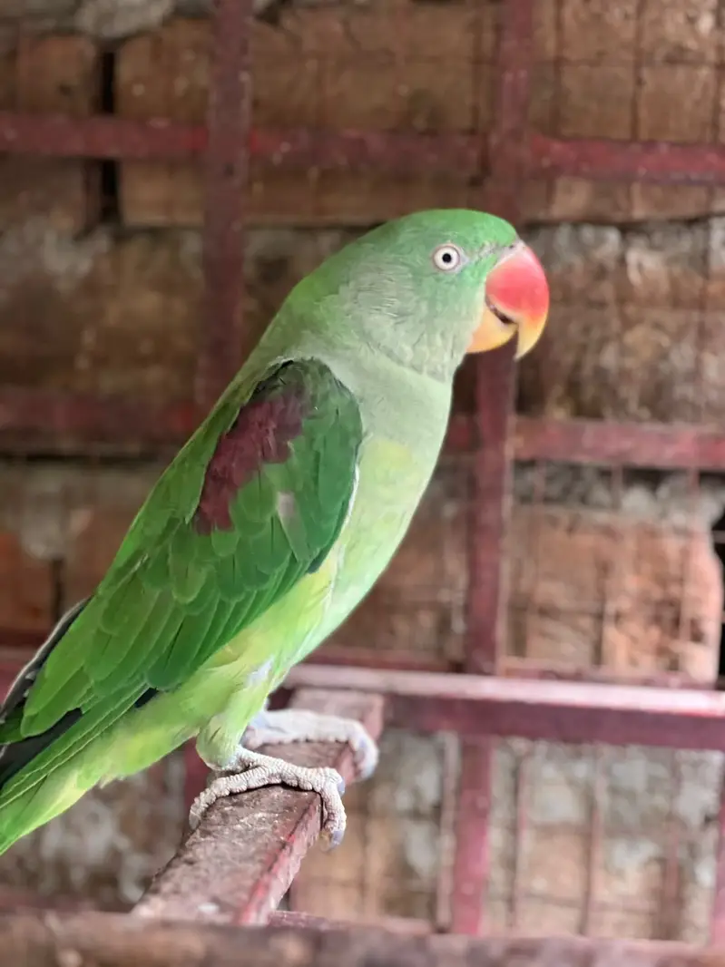 RAW PARROTS | +92 330 7463303 — photo 2