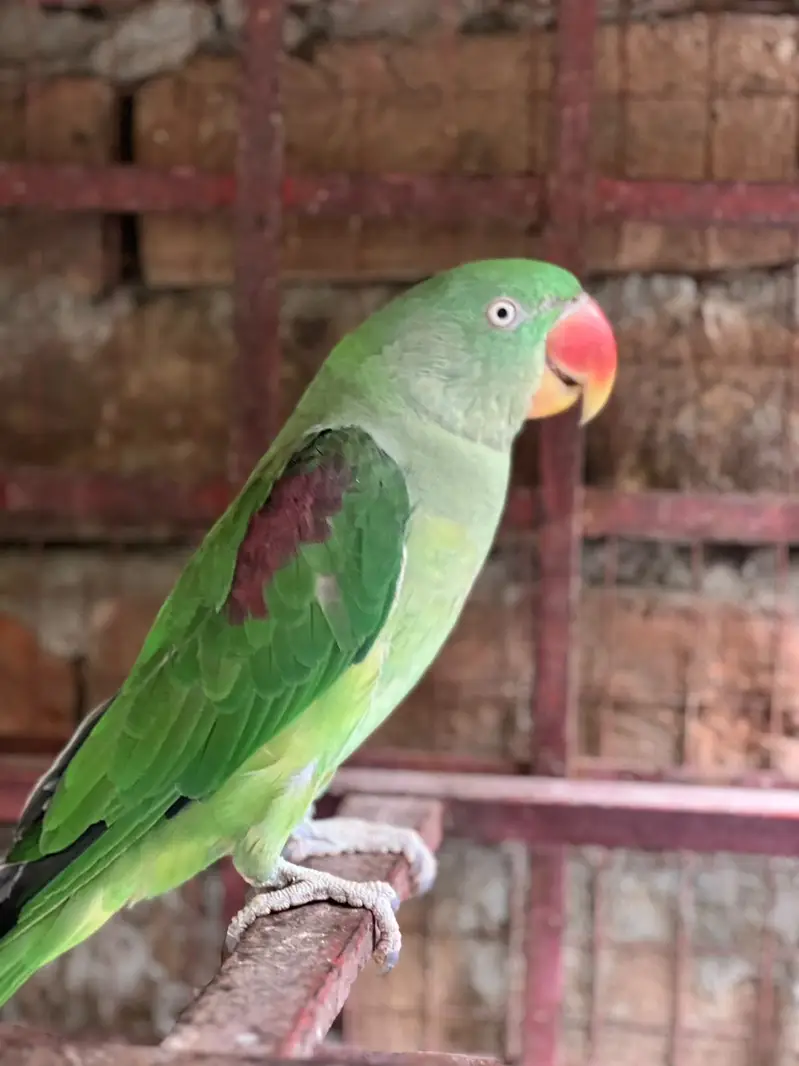 RAW PARROTS | +92 330 7463303 — photo 3