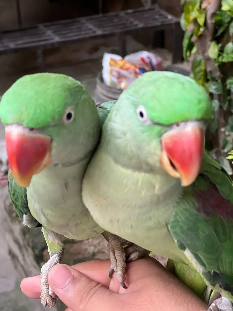 RAW PARROTS | +92 330 7463303 — photo 4