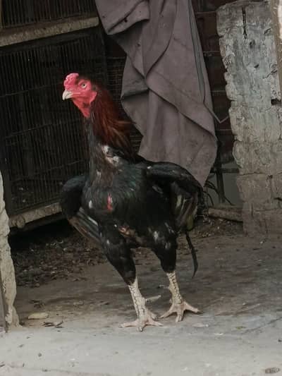 aseel hen