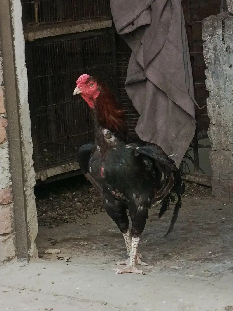 aseel hen — photo 2