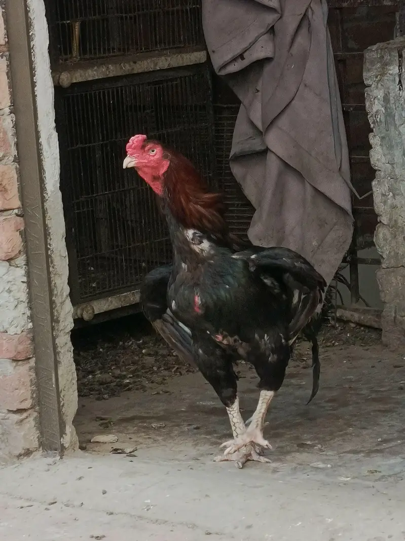 aseel hen — photo 3