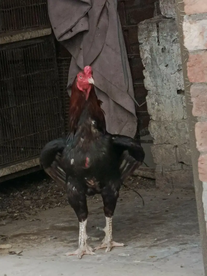 aseel hen — photo 4