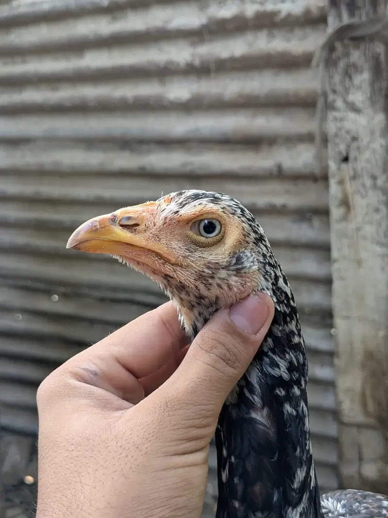 pair for sale 5 months — photo 3