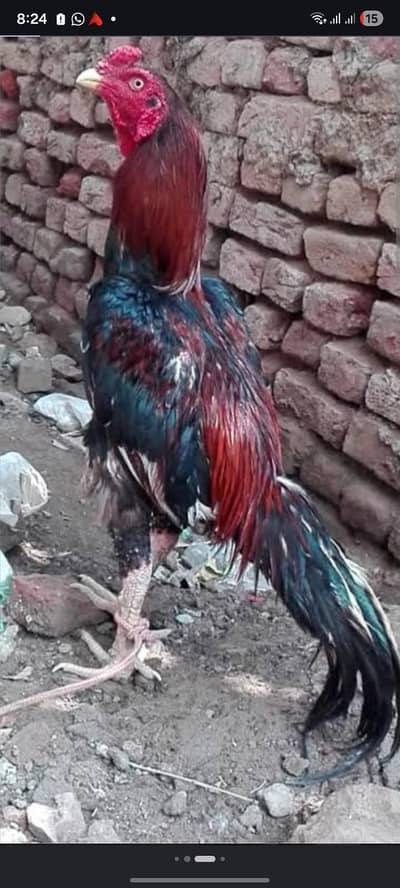 Aseel Murga Agent sale kar na