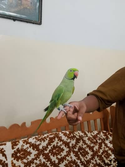 Green parrot 
