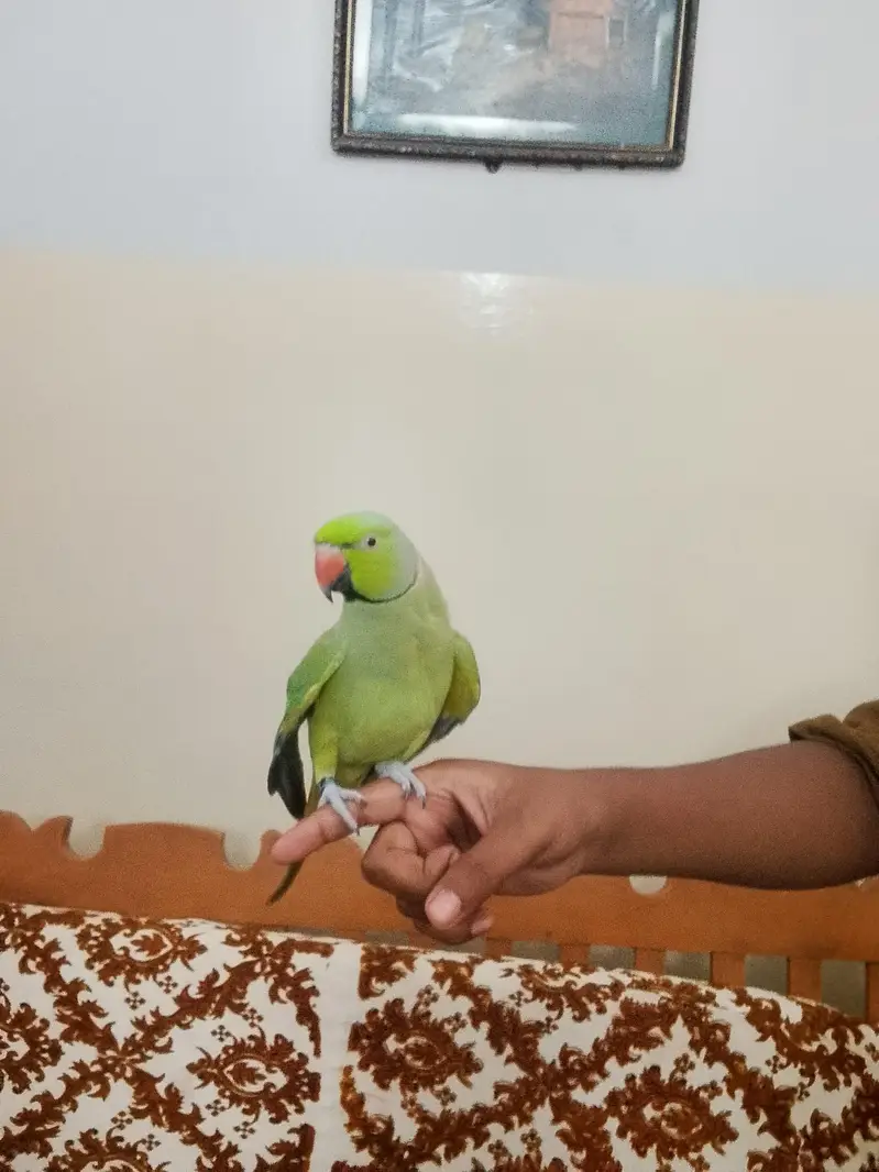 Green parrot  — photo 2