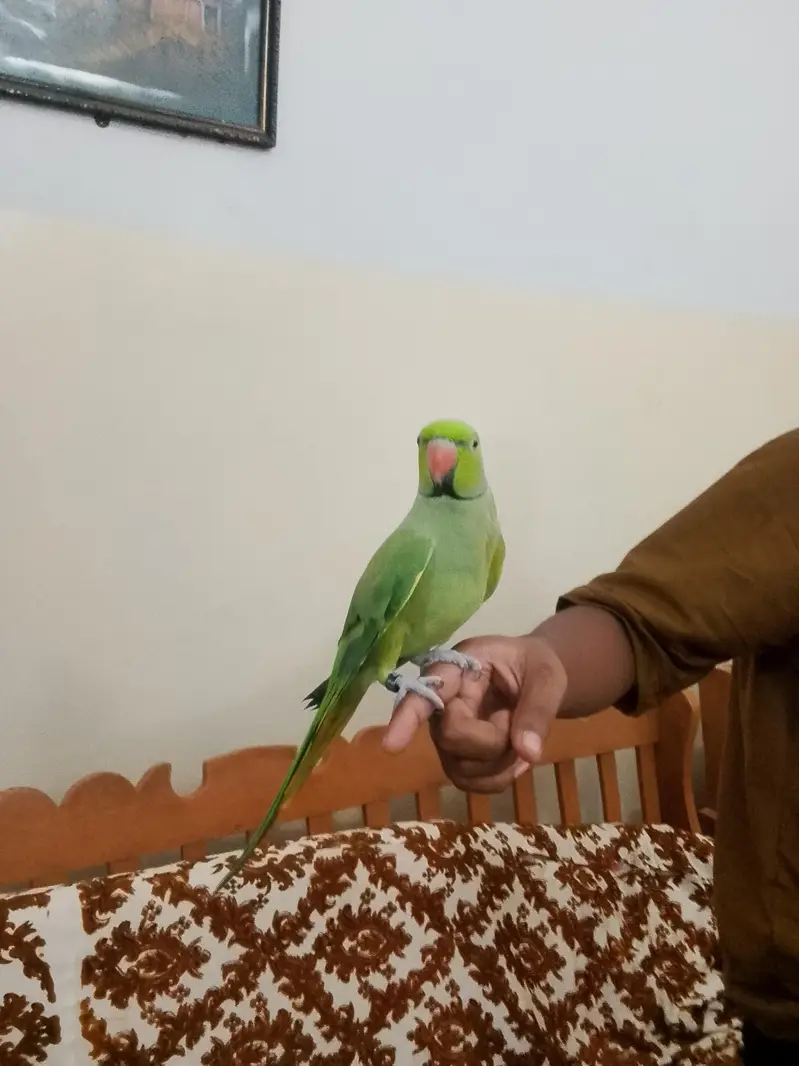 Green parrot  — photo 3