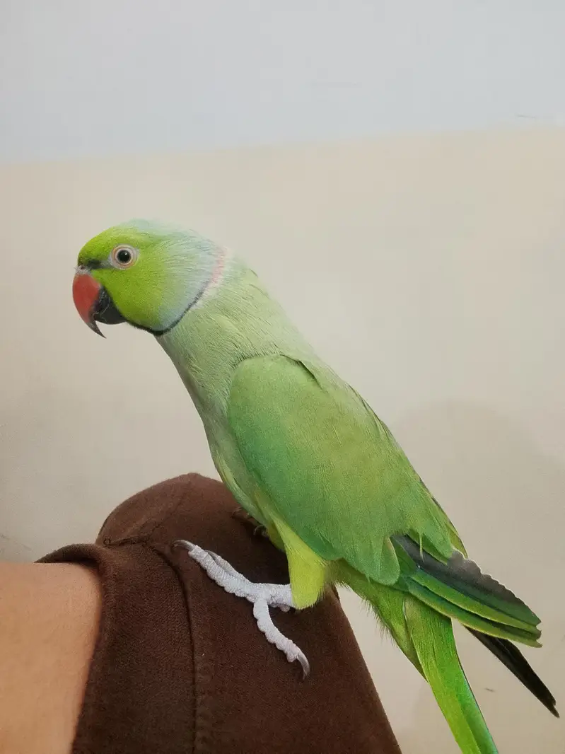 Green parrot  — photo 4