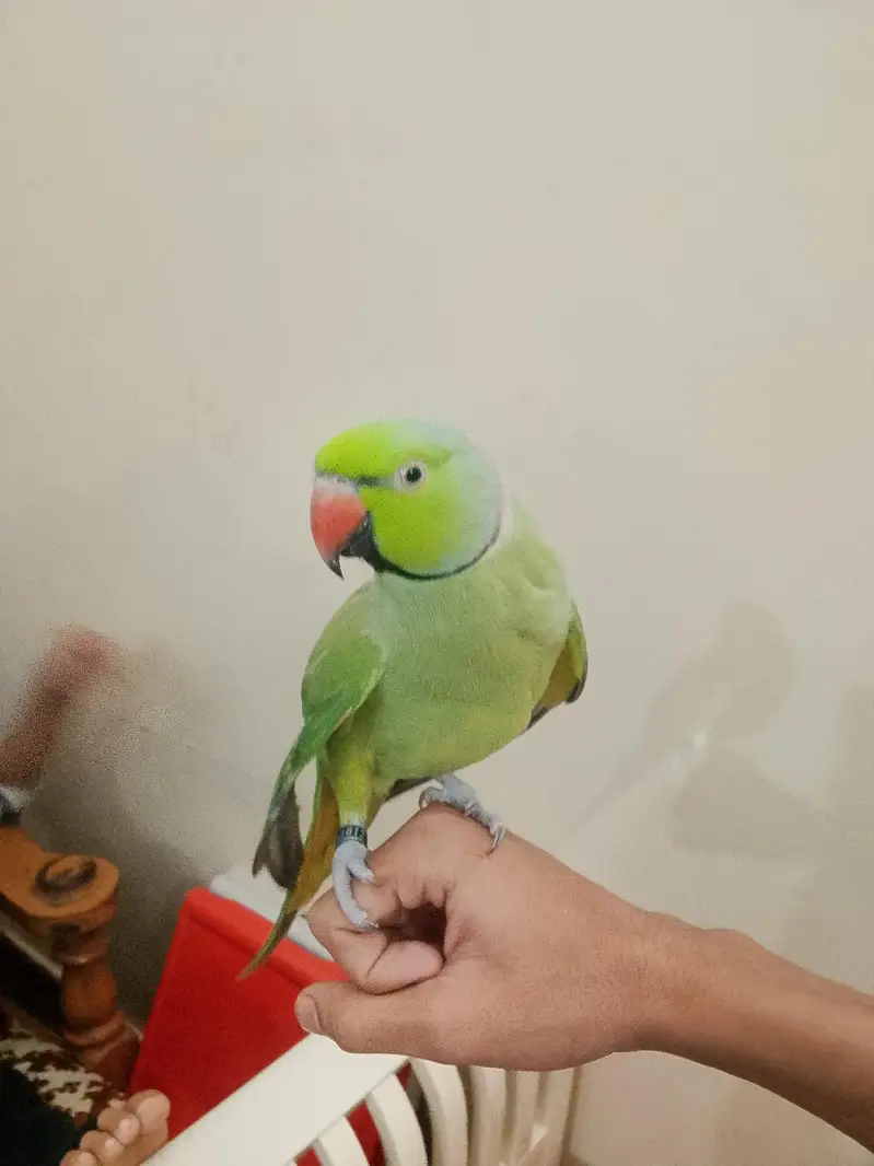 Green parrot  — photo 5