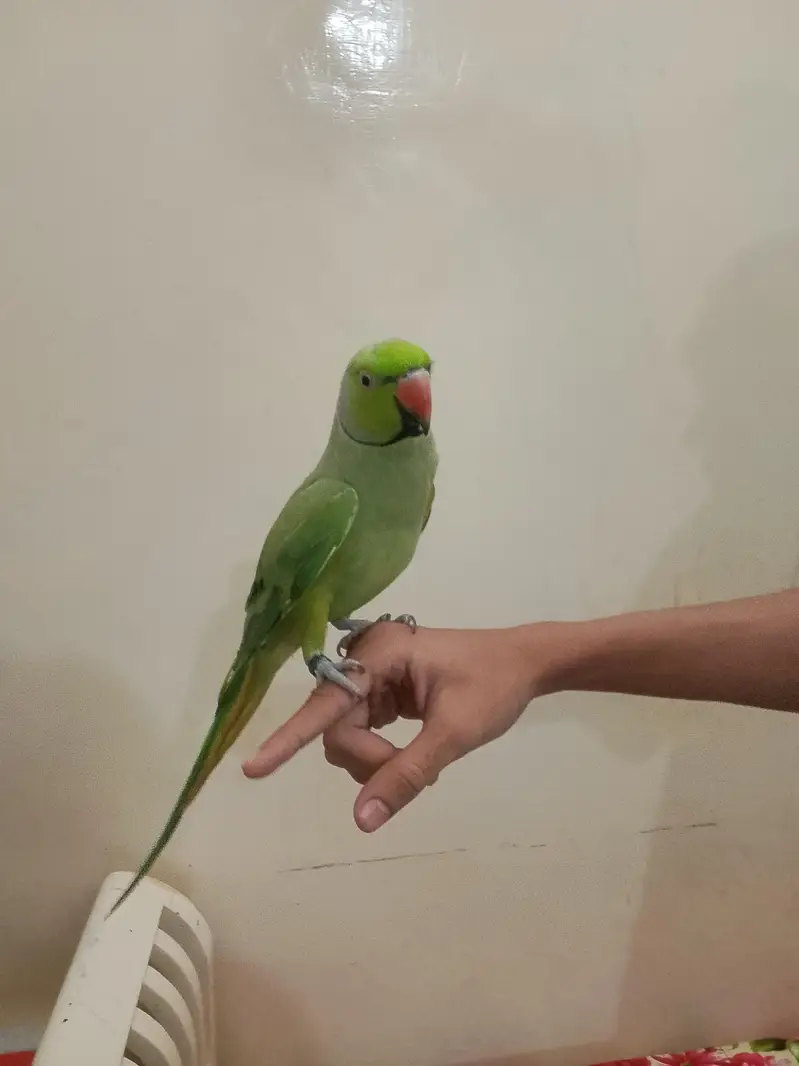 Green parrot  — photo 6
