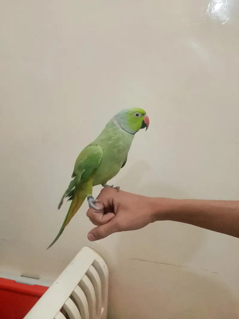 Green parrot  — photo 7