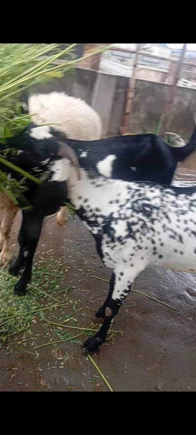 makhi cheeni, beetle, doodh wali bakri, goat milk